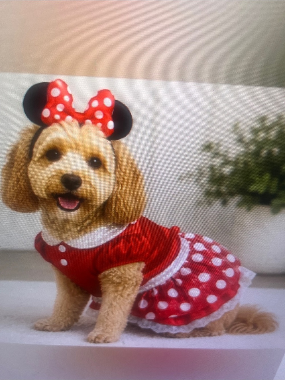 Red Polka Dot Dog Dress with Matching Bow Headband
